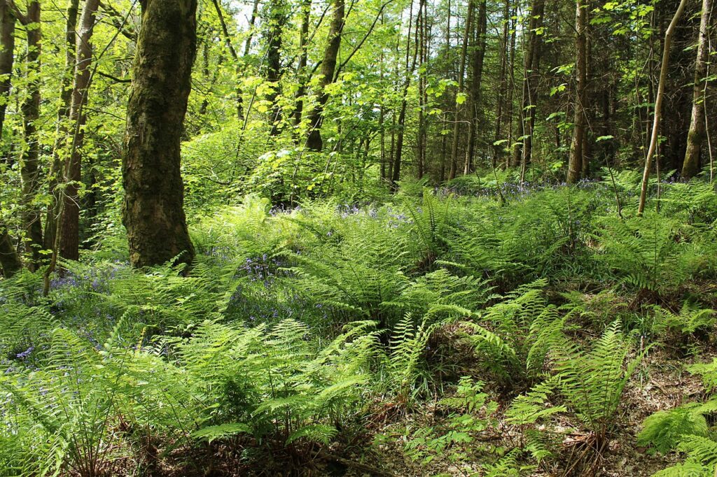 Bluebells in Smyrton Wood, reused from https://www.geograph.org.uk/photo/3977770